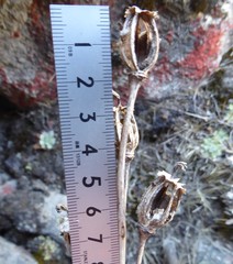 Meconopsis discigera