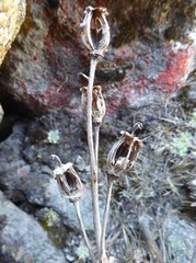 Meconopsis discigera