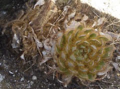 Meconopsis discigera