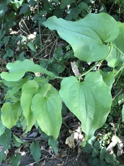 Smilax californica
