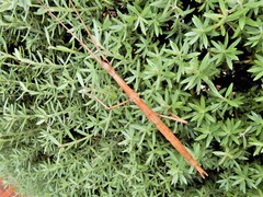 Phasmatinae