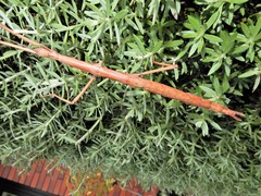 Phasmatinae