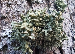 Ramalina fastigiata