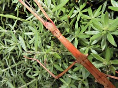 Phasmatinae