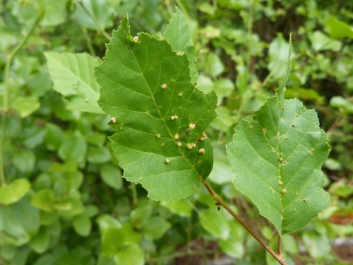 Eriophyes leionotus
