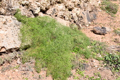 Ferula lancerotensis