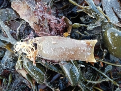 Scyliorhinus canicula