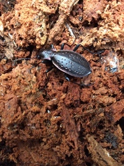 Carabus irregularis