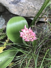 Haemanthus humilis