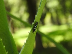 Balacha melanocephala