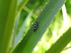 Balacha melanocephala