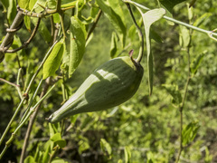 Araujia angustifolia