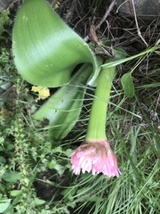 Haemanthus humilis
