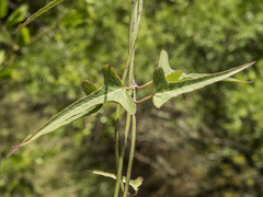 Araujia angustifolia
