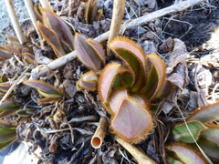 Meconopsis grandis