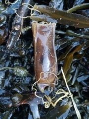 Scyliorhinus canicula