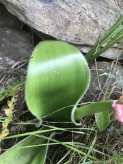 Haemanthus humilis