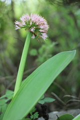 Haemanthus humilis