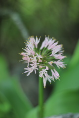 Haemanthus humilis