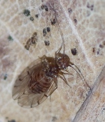 Ectopsocus briggsi