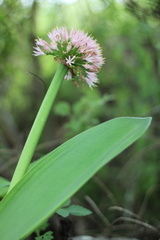 Haemanthus humilis