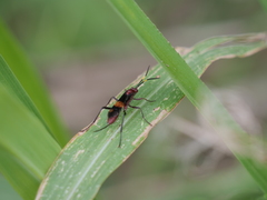 Compsocryptus melanostigma