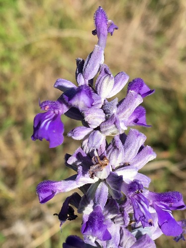 Salvia farinacea