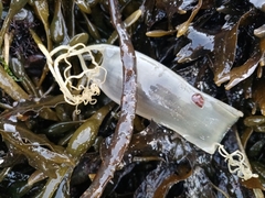 Scyliorhinus canicula