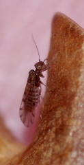 Ectopsocus briggsi