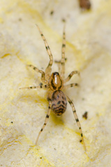 Phrurolithidae