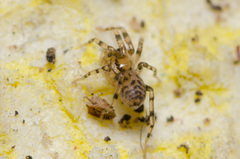 Phrurolithidae
