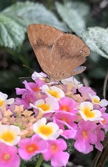 Theope publius publius