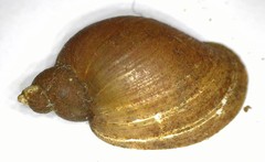 Ampullaceana balthica