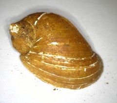 Radix auricularia