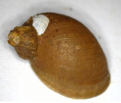 Ampullaceana balthica