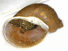 Ampullaceana balthica