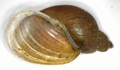 Ampullaceana balthica