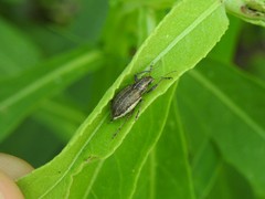 Naupactus tucumanensis