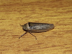 Sordana sordida