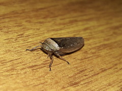 Sordana sordida