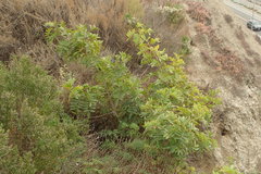 Schinus terebinthifolia terebinthifolia