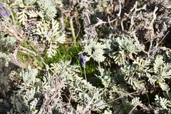 Lavandula pinnata