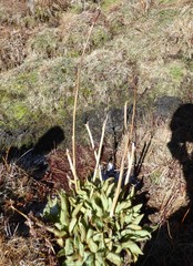 Meconopsis grandis