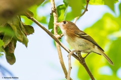 Vireo bairdi