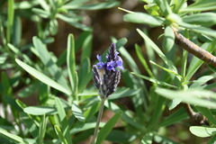Lavandula pinnata