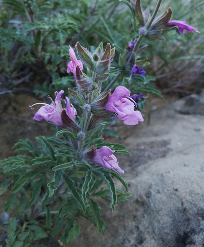 Mount Gareja Sage (Salvia garedjii)