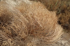 Amblyopappus pusillus