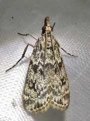Eudonia truncicolella