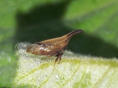 Enchenopa gracilis