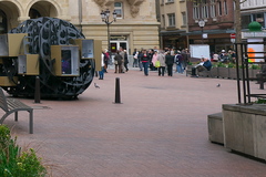 Columba livia domestica